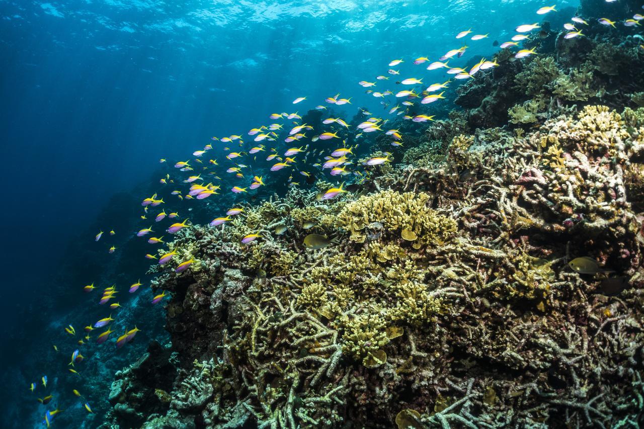 Mercure Maldives Kooddoo Adults-Only Resort - 35 Percent Off Return Domestic Transfers For Two Adults Until September Viligili Kültér fotó